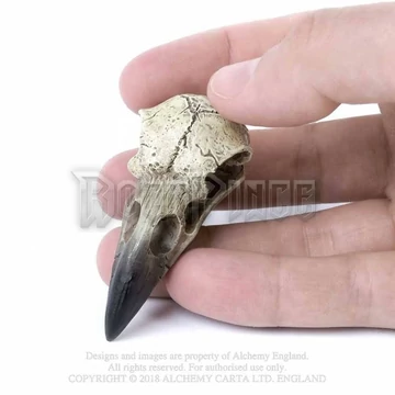 Alchemy - Reliquary Raven Skull - hollókoponya V66
