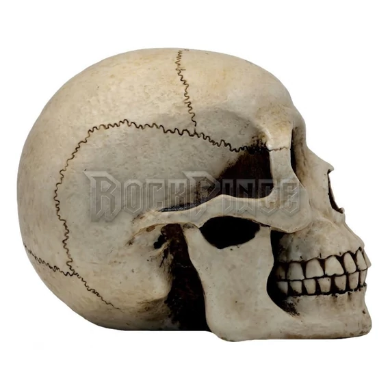 HUMAN SKULL - koponya - MC-30254