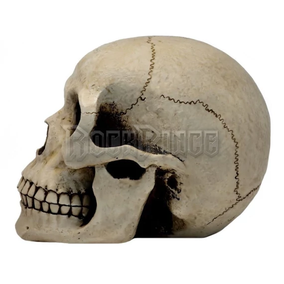 HUMAN SKULL - koponya - MC-30254