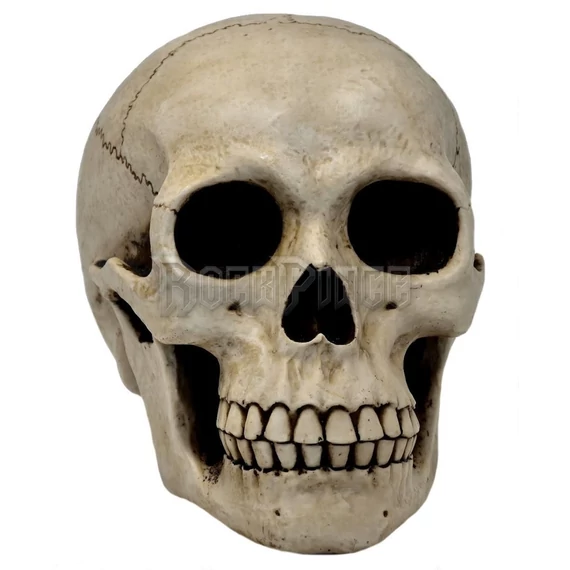 HUMAN SKULL - koponya - MC-30254