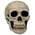 HUMAN SKULL - koponya - MC-30254